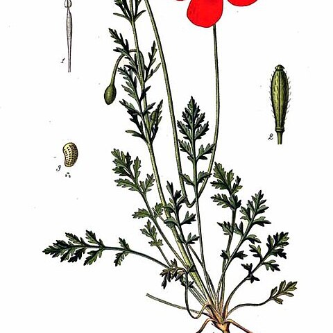 Papaver arenarium unspecified picture