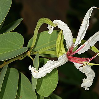 Bauhinia petersiana unspecified picture