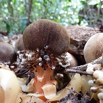 Balanophora fungosa unspecified picture