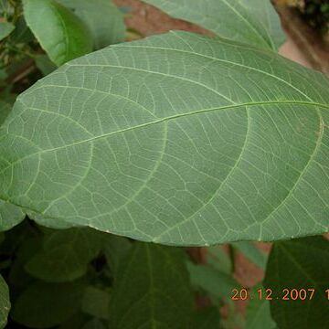 Baliospermum unspecified picture