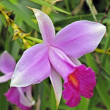 Arundina graminifolia subsp. graminifolia unspecified picture