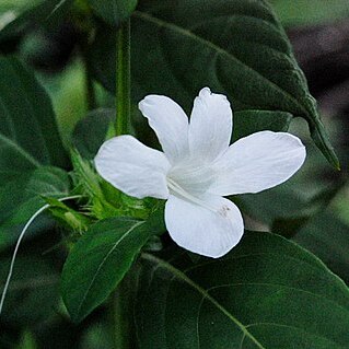 Barleria lawii unspecified picture
