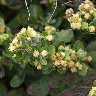 Baccharis pilularis subsp. pilularis unspecified picture