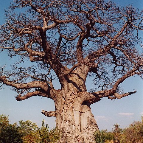 Adansonia unspecified picture