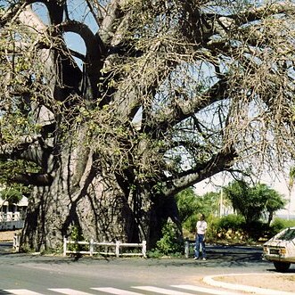 Adansonia madagascariensis unspecified picture