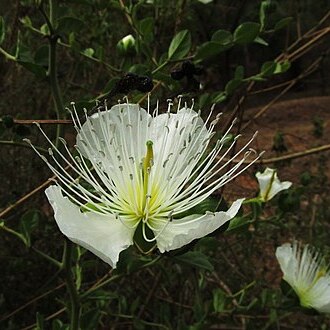 Capparis moonii unspecified picture
