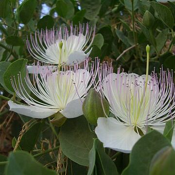 Capparaceae unspecified picture