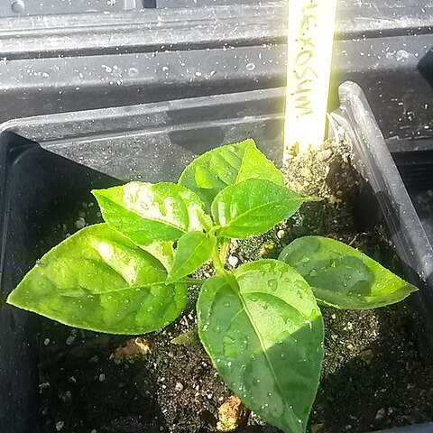 Capsicum flexuosum unspecified picture