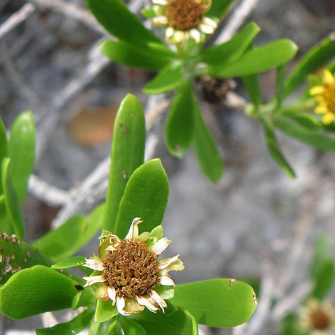Borrichia unspecified picture