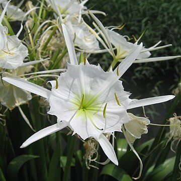 Hymenocallis unspecified picture