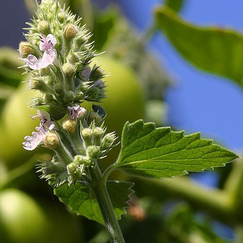 Nepeta unspecified picture