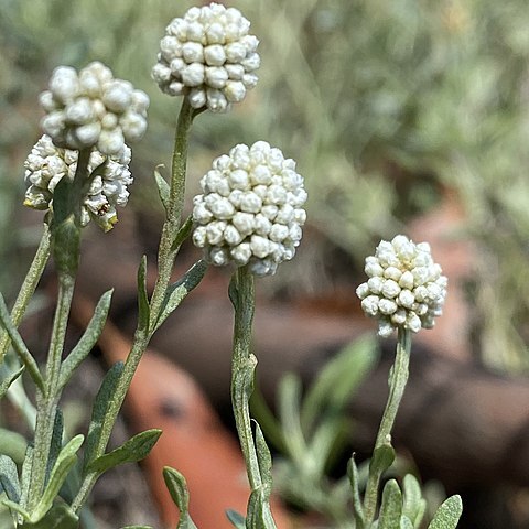 Calocephalus lacteus unspecified picture
