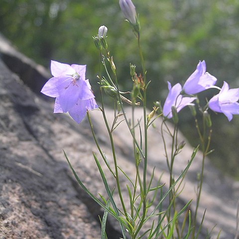 Campanula gentilis unspecified picture