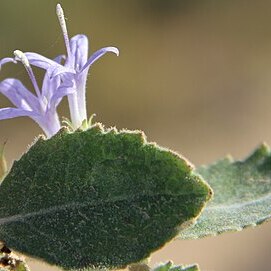 Campanula postii unspecified picture