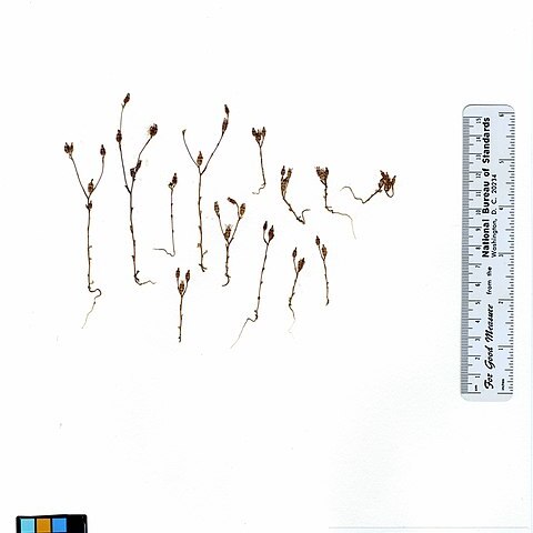 Campanula exigua unspecified picture
