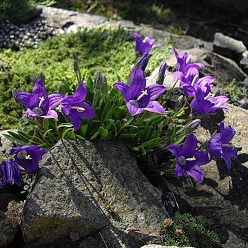 Campanula saxifraga unspecified picture