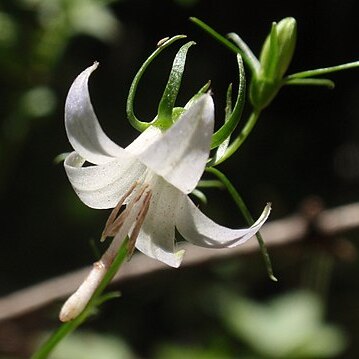 Campanula scouleri unspecified picture