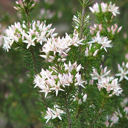Calytrix unspecified picture