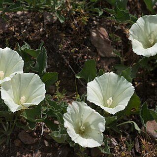 Calystegia subacaulis unspecified picture