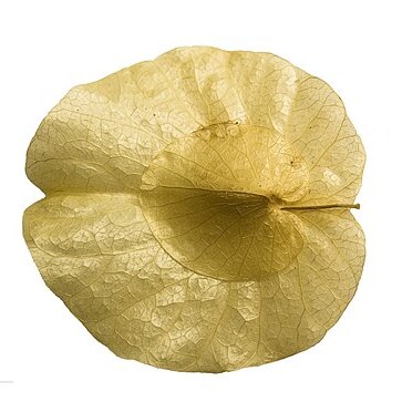 Calycobolus unspecified picture