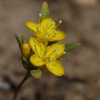 Neoholmgrenia andina unspecified picture