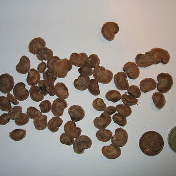 Myrciaria unspecified picture