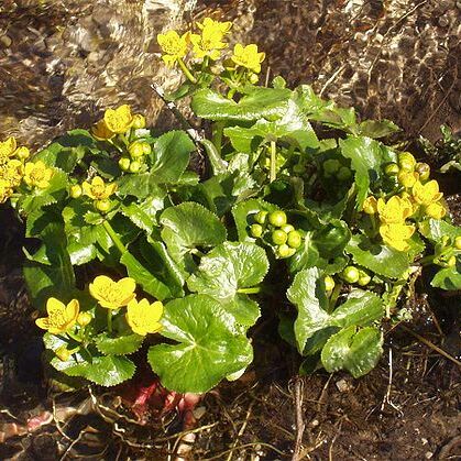 Caltha unspecified picture