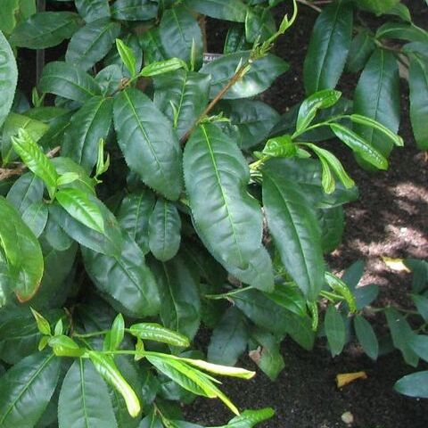 Theaceae unspecified picture
