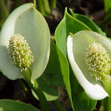Calla unspecified picture