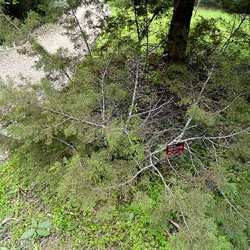 Callitris drummondii unspecified picture