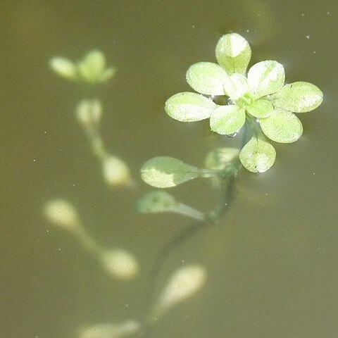 Callitriche japonica unspecified picture
