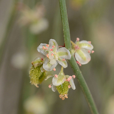 Calligonum comosum l'hér. unspecified picture
