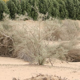 Calligonum crinitum unspecified picture