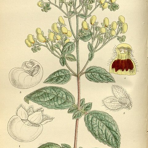 Calceolaria virgata unspecified picture