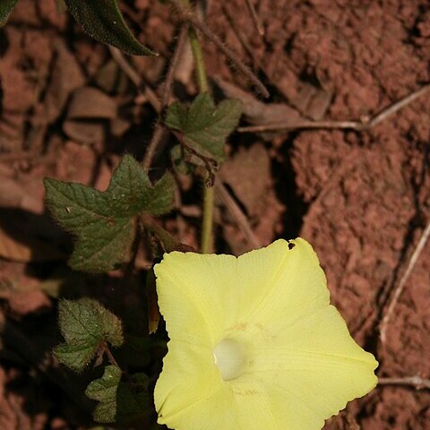 Camonea vitifolia unspecified picture