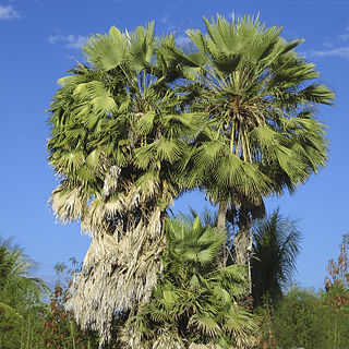 Copernicia prunifera unspecified picture