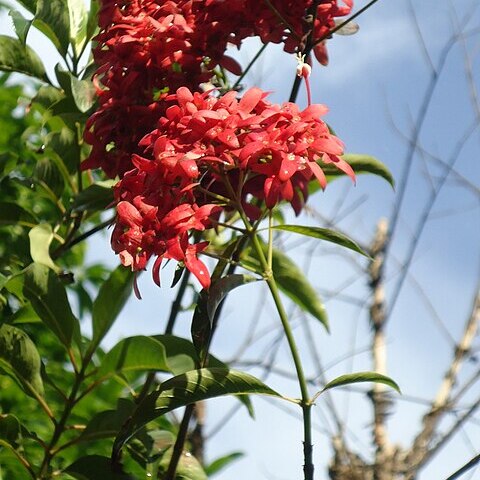 Carphalea unspecified picture