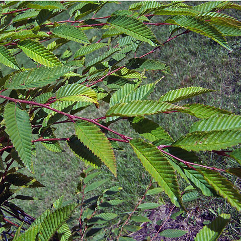 Carpinus japonica unspecified picture