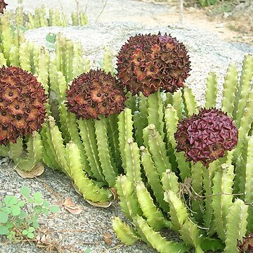 Desmidorchis unspecified picture