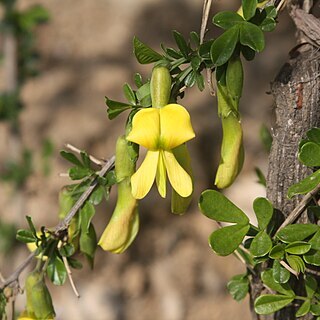 Caragana unspecified picture