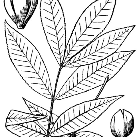 Carya texana unspecified picture