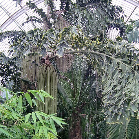 Caryota rumphiana unspecified picture