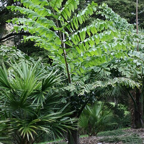 Caryota unspecified picture