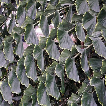 Caryota no unspecified picture