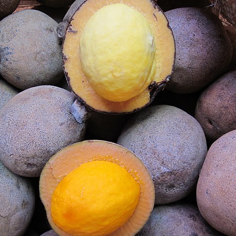 Caryocar villosum unspecified picture