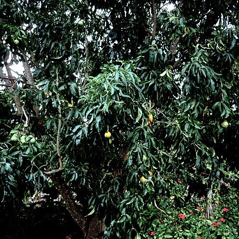 Casimiroa edulis unspecified picture