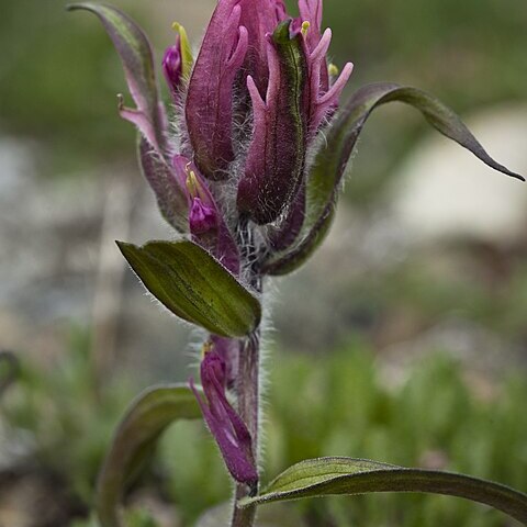 Castilleja elegans unspecified picture