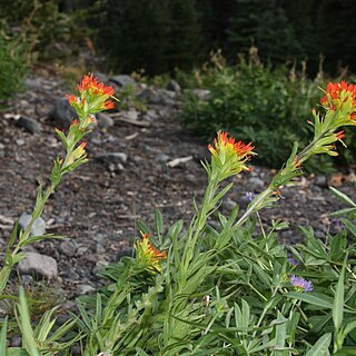 Castilleja suksdorfii unspecified picture