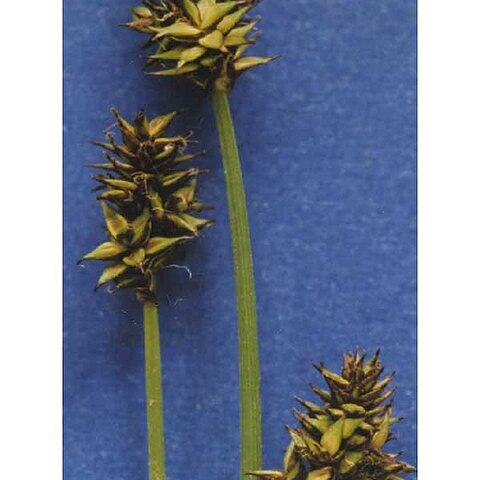 Carex illota unspecified picture