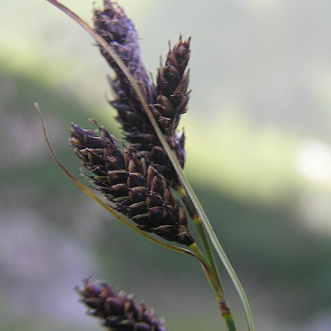 Carex aterrima unspecified picture